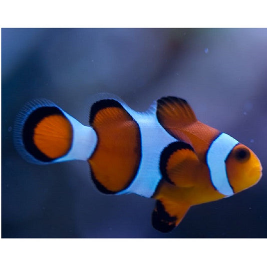 Ocellaris Clownfish - Violet Aquarium