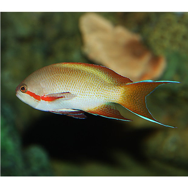 Huchtii Anthias - Violet Aquarium