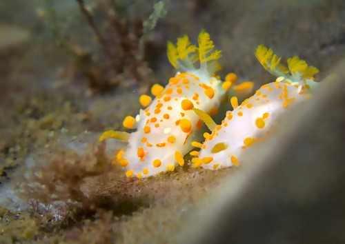 Orange Nudibranch