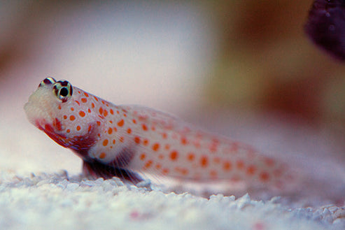 Orange Spotted Goby Size: L 2
