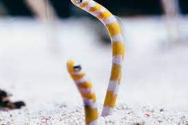 Splendid Orange Banded Garden Eel: SALE Buy 7 and get 10. Three for free