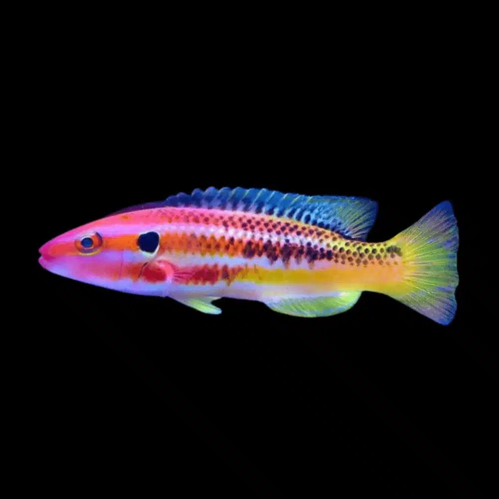 Rare Izu Hogfish Size L : 4" to 5"