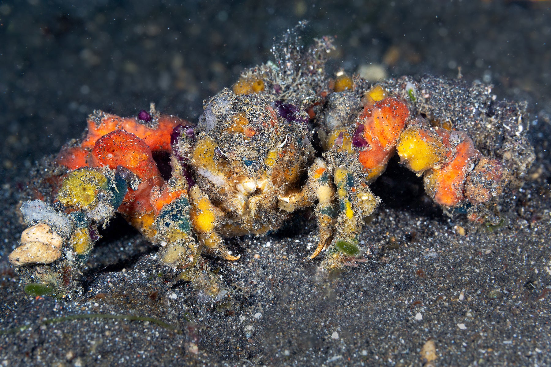 Decorater Spider Crab - Violet Aquarium 
