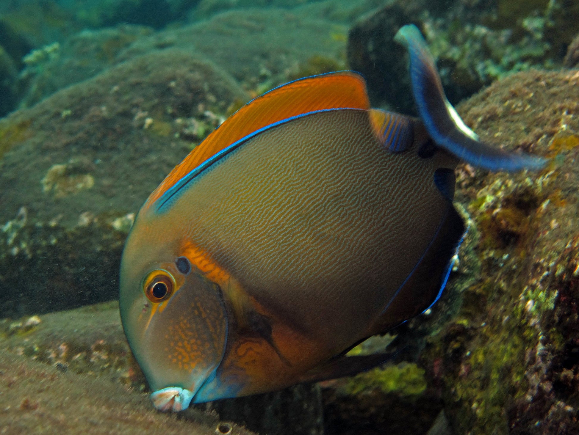 Bariene Tang Size: 3" to 5" - Violet Aquarium 