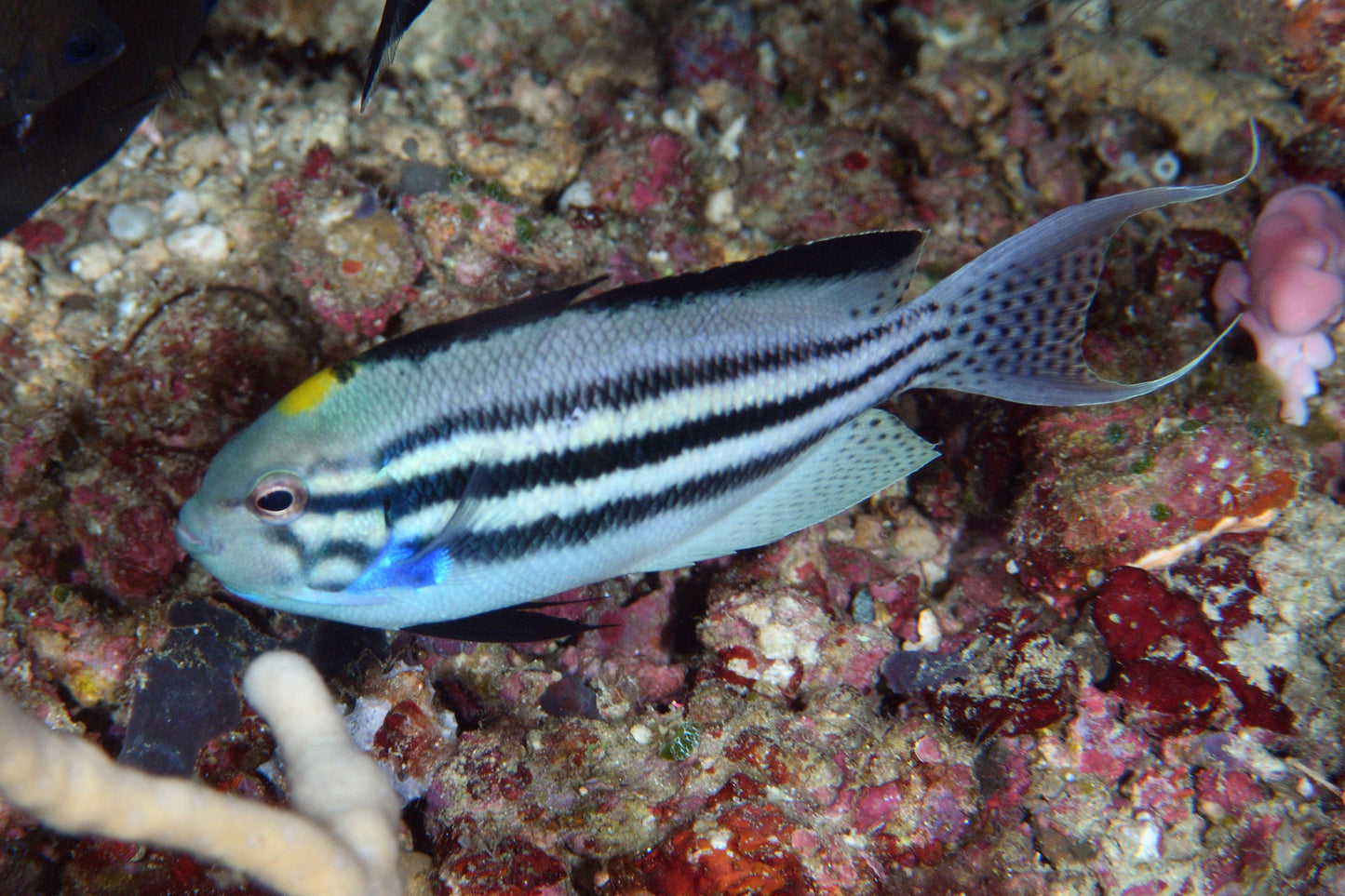 Lamarck Angelfish  Male Size: XXXL/SHOW 6" and Above (Solomon Islands)