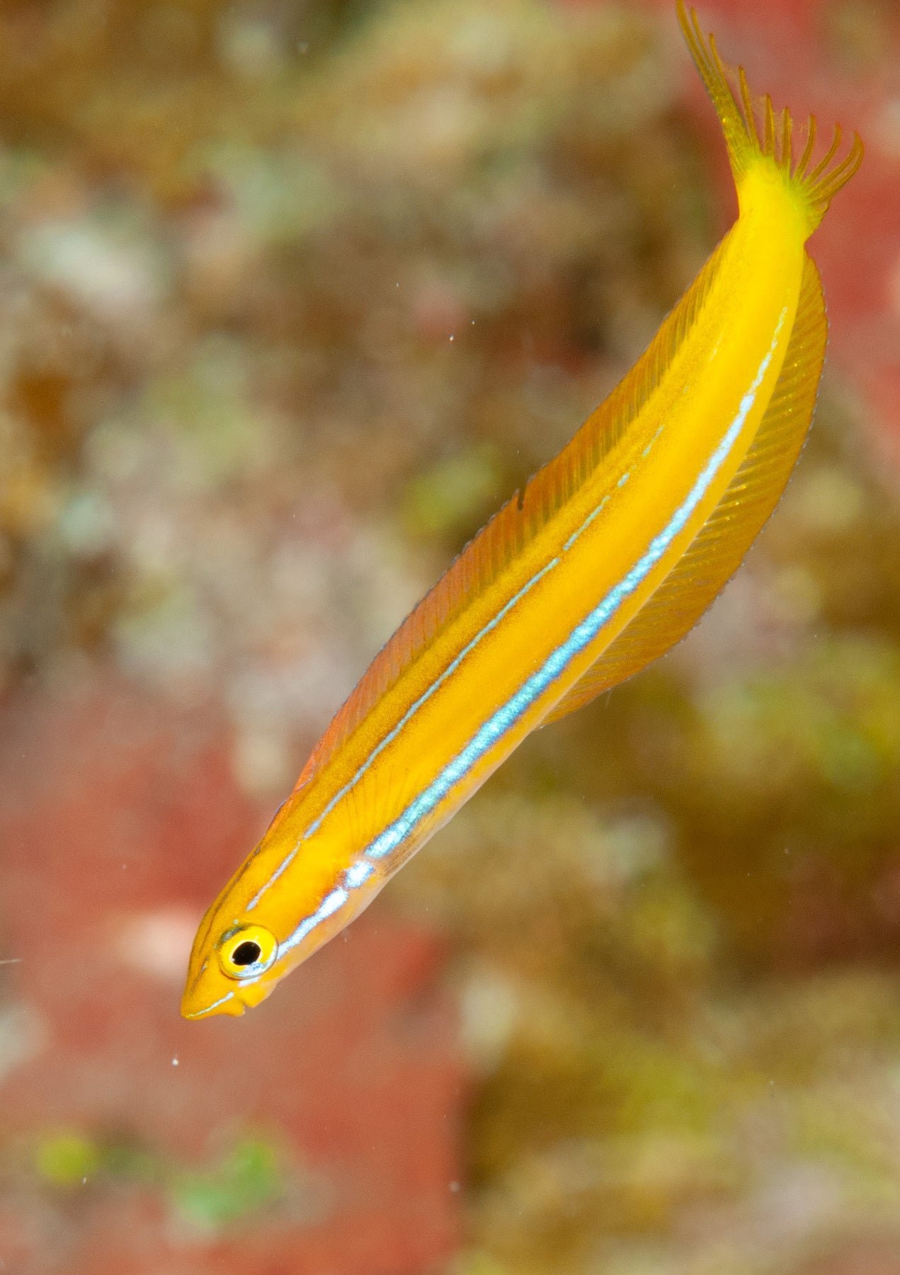 Mimic Blue Striped Cleaner Wrasse (Fang Blenny)