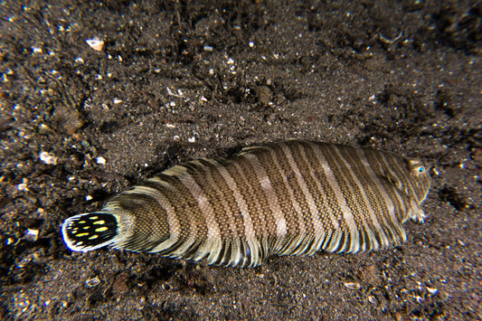 Zebra Flounder Size: M 3" to 4"