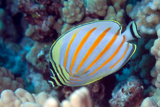 Ornate Butterflyfish - Violet Sea Fish and Coral