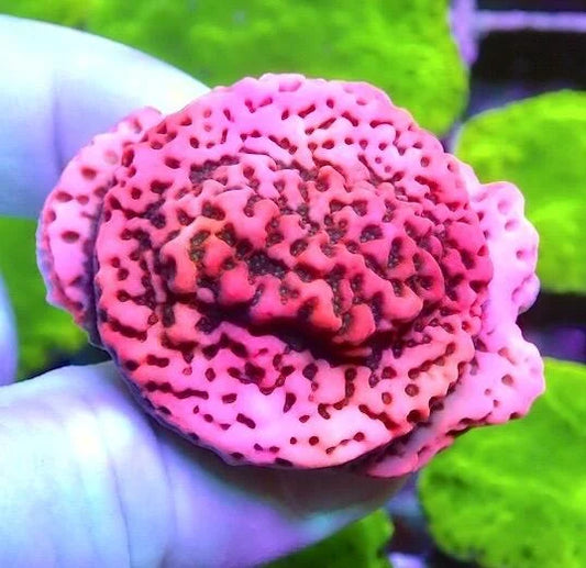 Cherry Tree Montipora (Aquacultured) Size: M 0.75" to 1"