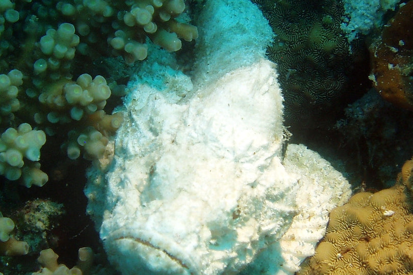 Snow White Stone Fish Size: S 1