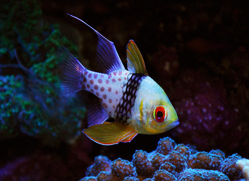 Cardinel Fish Cardinal Fish – Violet Aquarium