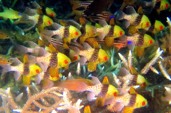 Assorted Cardinal Fish Pajama Cardinal Fish Size : S 1