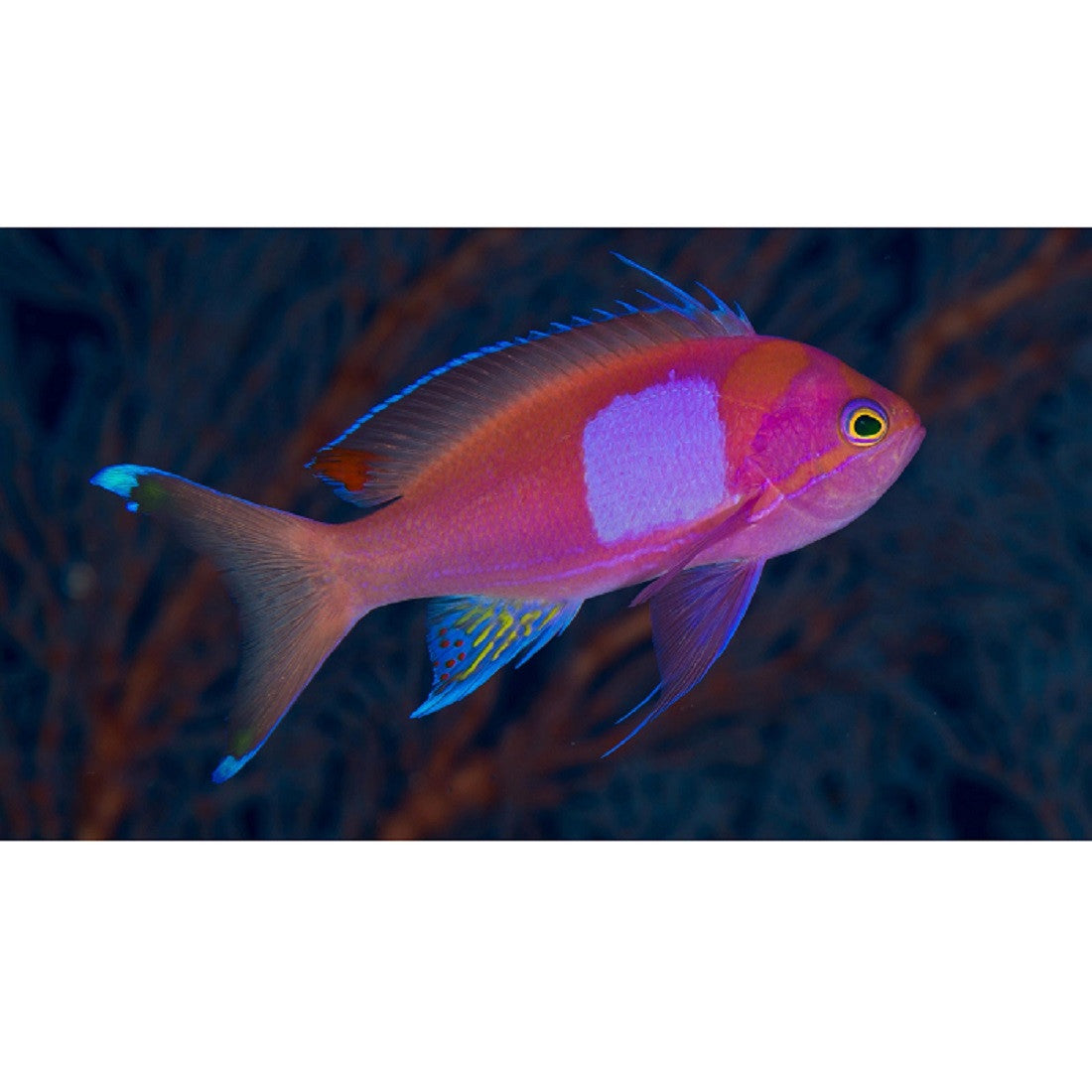 Squareback Anthias - Violet Aquarium