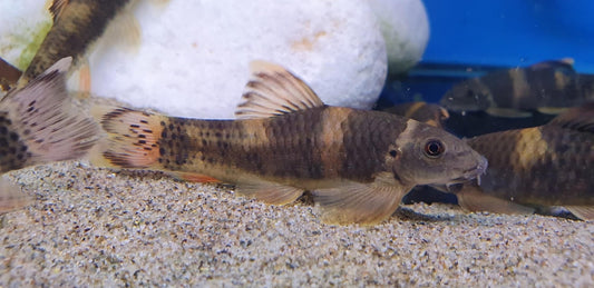 Panda Garra Loach