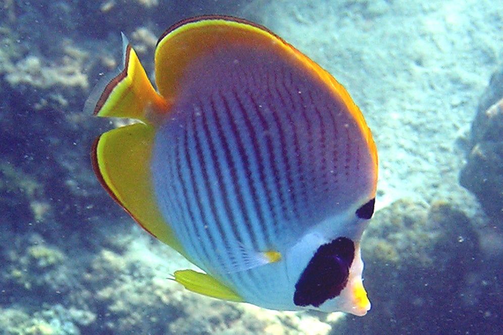 Panda Butterflyfish - Violet Sea Fish and Coral