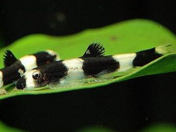 Panda Loach