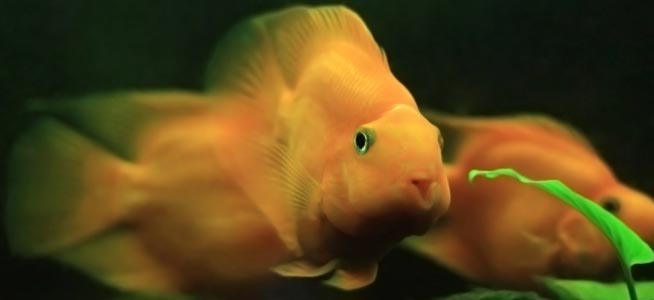 Parrotfish