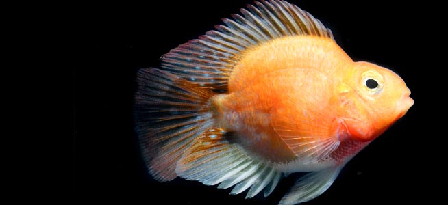 Parrotfish