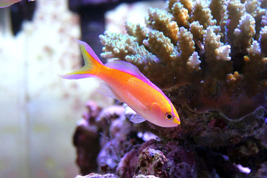 Diamond Anthias
