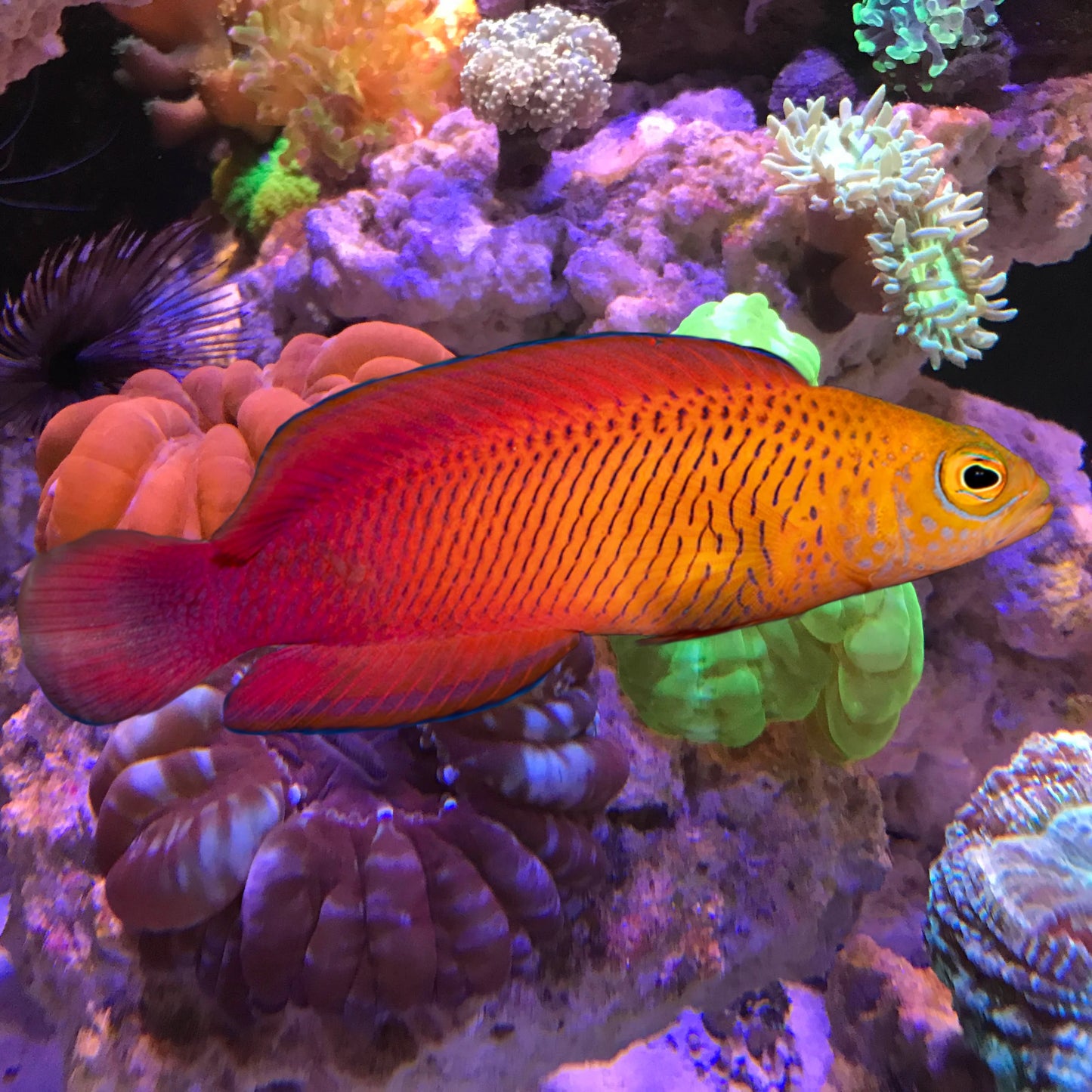 Rare Oblique Lined Dottyback