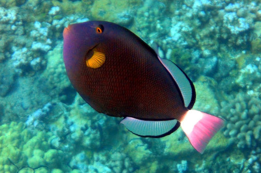 Pink Tail Triggerfish - Violet Sea Fish and Coral