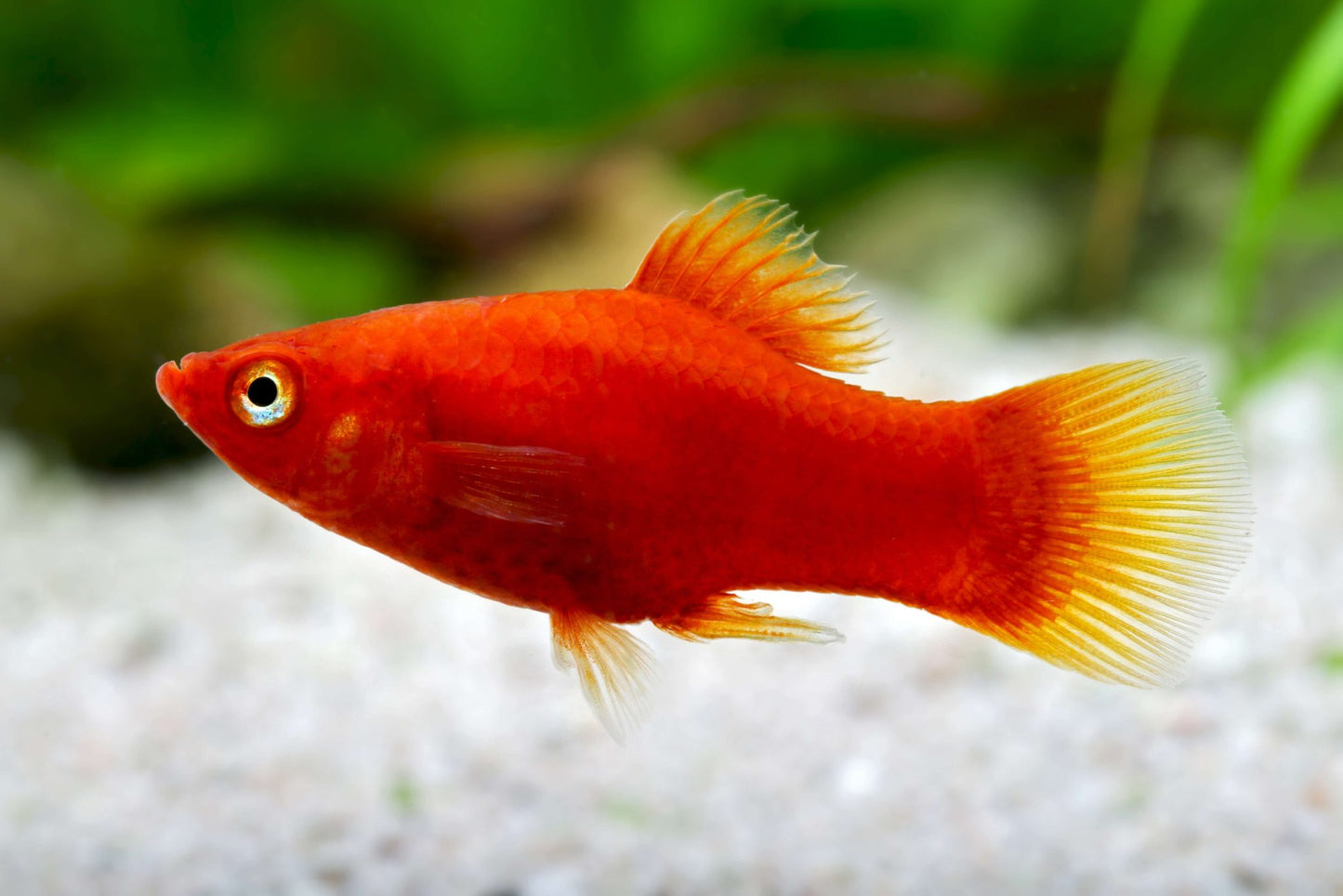 Platy Red Calico Size : S 1.75" to 2"