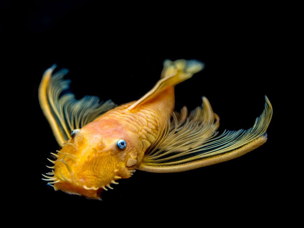 Lemon Longfin Blue Eye Pleco