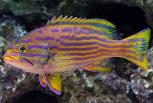 Polleni Grouper - Violet Aquarium