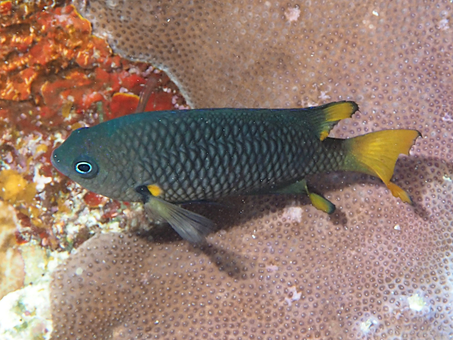 Blue Damsel