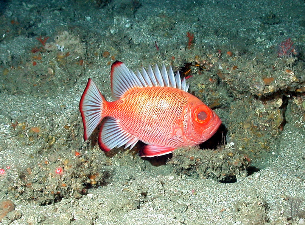 Popeye Catalufa Soldierfish - Violet Aquarium