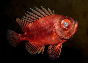 Popeye Catalufa Soldierfish - Violet Aquarium