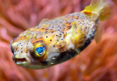 Long Spine Porcupine Pufferfish Size: XL 4" to 5"