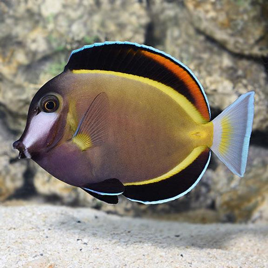 Powder Brown Tang Size: M 3" to 3.5"