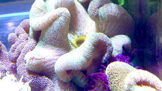 Neon Green Carpet Anemone (Haddoni) NGCA062201 WYSIWYG Size: XXXL/SHOW 12" and Above
