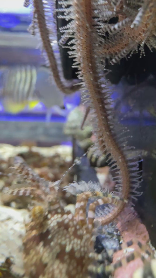 Saron Shrimp SS090601 WYSIWYG Size: S 1" to 2"