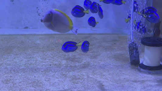 Blue Hippo Tang BHT100503 WYSIWYG Size: S 2"