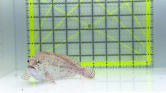 Multi Color Spotted Grouper/ Honeycomb Grouper MSG102301 WYSIWYG Size: XXL 6.25"