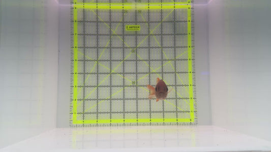 Red Soldier Fish RSF102301 WYSIWYG Size: L 4.5" approx