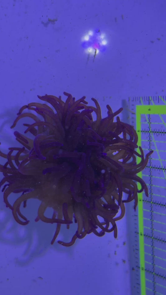 Purple Long Tentacle Anemone PLTA122702 WYSIWYG Size: L 5" to 6"