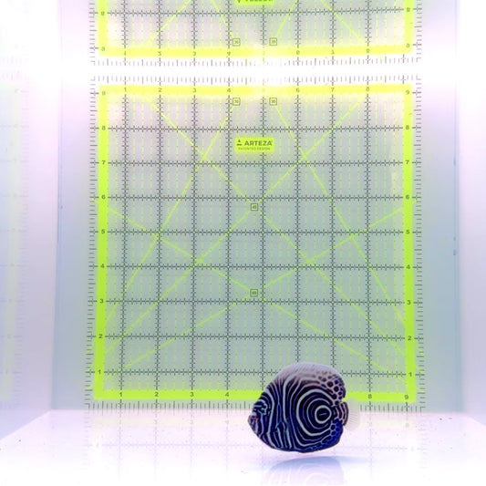 Emperor Angelfish Juvenile EAJ110101 WYSIWYG Size: M 3"