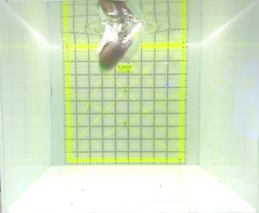 Princess Parrotfish PP112303 WYSIWYG Size: XL 5.75"