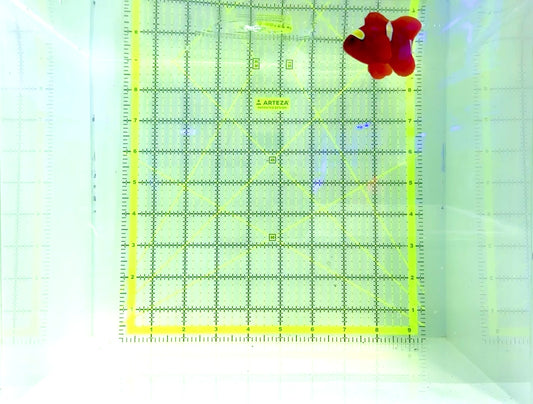 Gold Bar Maroon Clownfish Bali Grade A (Wild Caught) GMC120701 WYSIWYG Size: ML 2.5"