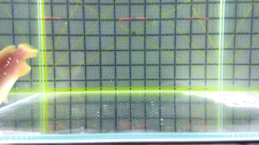 Greater Soapfish GS101801 WYSIWYG Size: 3.75"