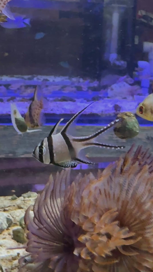 Banggai Cardinal Fish BCF061301 WYSIWYG Size: Tiny 1.25"