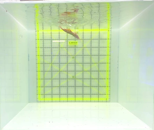 Meleagris Leopard Wrasse MLW112301 WYSIWYG Size: L 2.75"