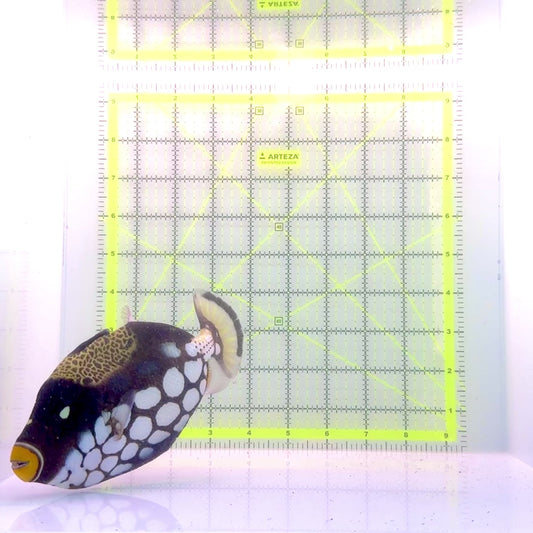 Clown Triggerfish CT110101 WYSIWYG Size: XL 7"
