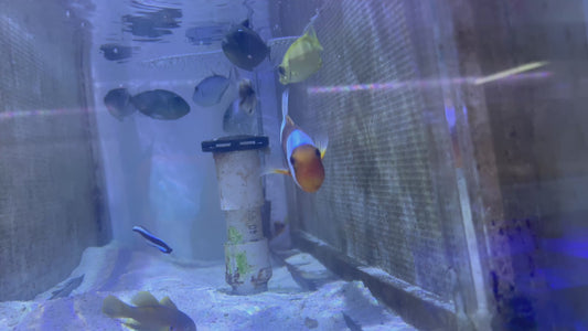 Red Saddleback Clownfish RSC090201 WYSIWYG Size: SHOW 4.75"