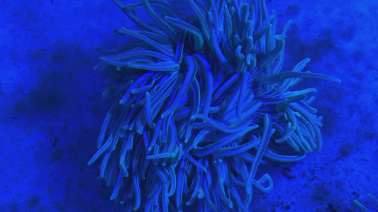 White Peppermint Long Tentacle Anemone WPLT122701 WYSIWYG Size : 4" to 6"