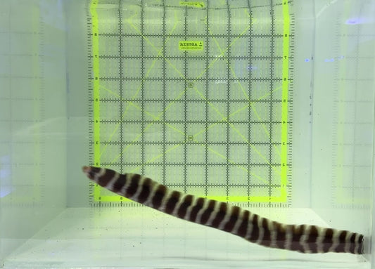 Banded Moray Eel BME120902 WYSIWYG Size: M 14" approx