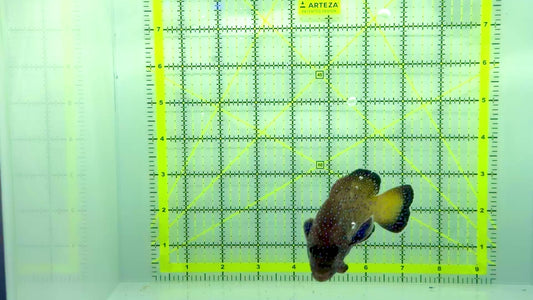 Argus Grouper AG102301 WYSIWYG Size: ML 5"